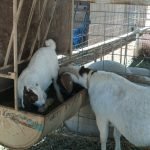 Terry & Mama foraging in Tate's feed bin