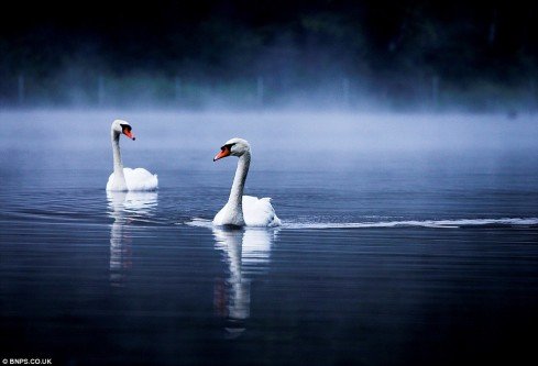 Swans on a Misty Lake, by Alex Saberi