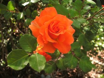 Orange Rose from Ma & Dad's Garden 2016