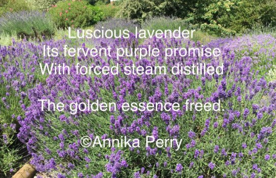 "Luscious Lavender," poem by Annika Perry
