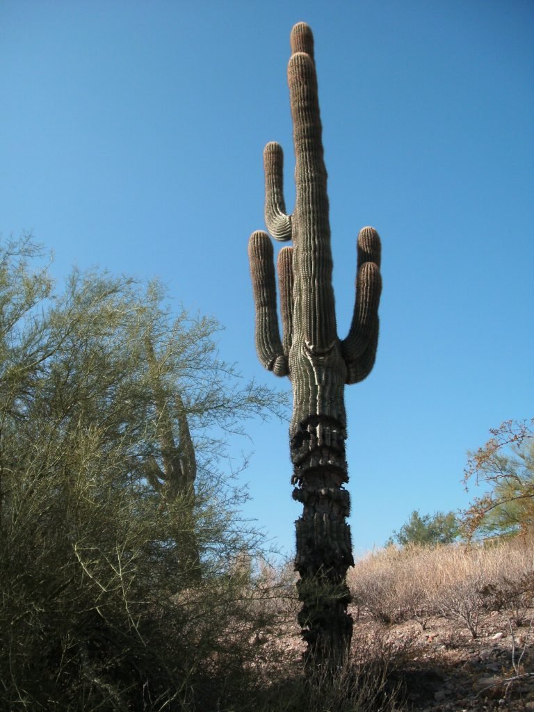 Saguaro Cactus Fountain Hills, AZ