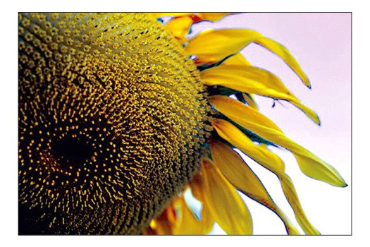 Sunflower-Eye-copy