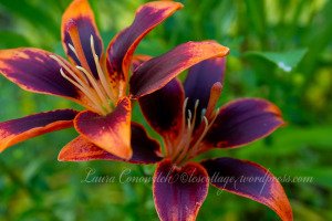 laura c's purple orange lily