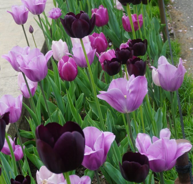 LA's Purple Tulips in NYC